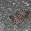 Pygmy Rattlesnake