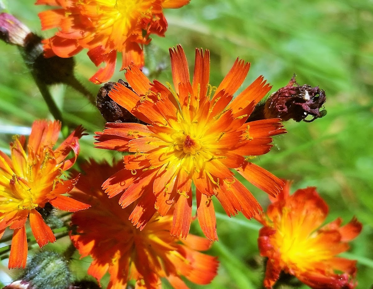 Orange hawkweed