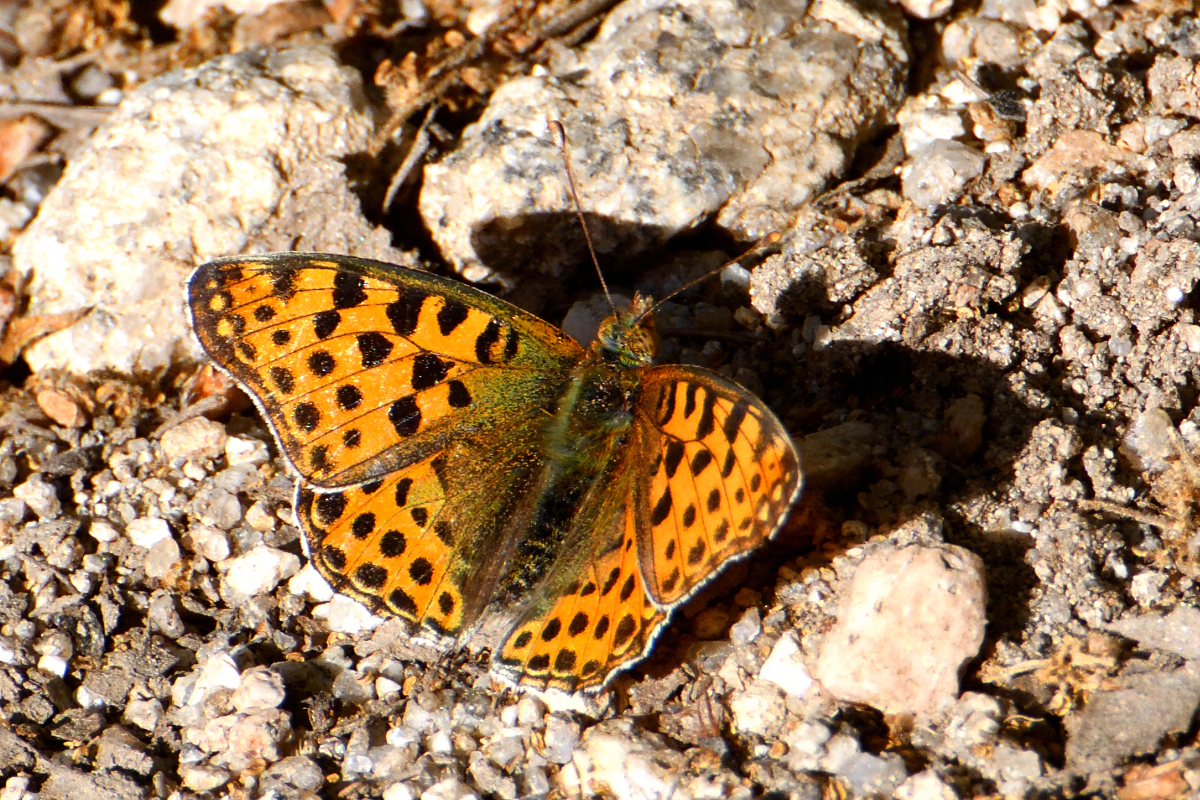 Queen of Spain Fritillary; Sofia