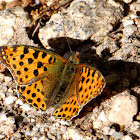 Queen of Spain Fritillary; Sofia