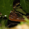 Malabar pit viper