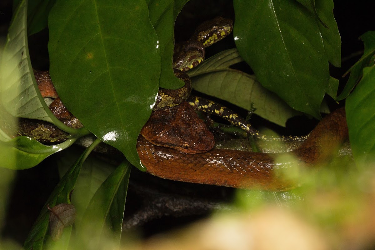 Malabar pit viper