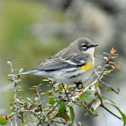 Myrtle warbler (female)