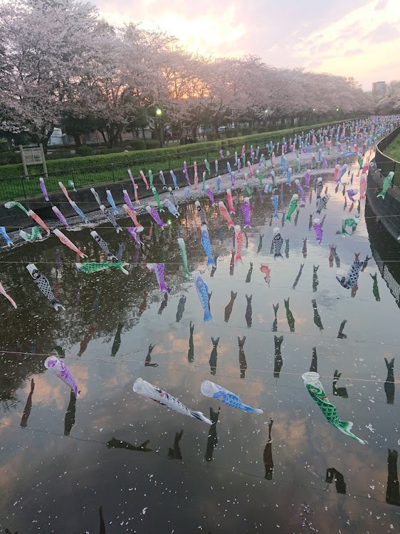 グロリアのドライブ・桜🌸見納めに関するカスタム事例の投稿画像2枚目