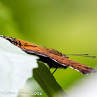 Chocolate Pansy