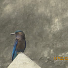 Indo-Chinese Roller