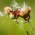 Southeastern Bush Katydid (nymph)