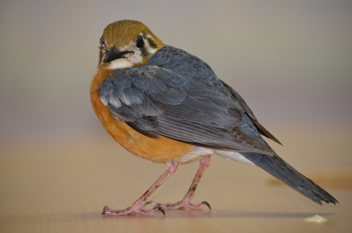 Orange headed Thrush