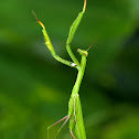 Praying mantis