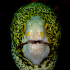 Snowflake Moray Eel