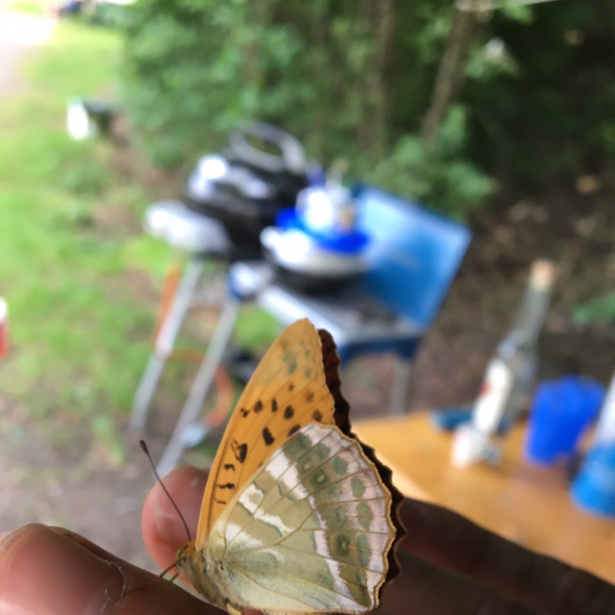 Silver-washed fritillary