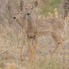 White Tailed Deer