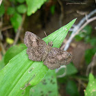 Mazans Scallopwing