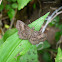 Mazans Scallopwing