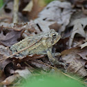 American Toad