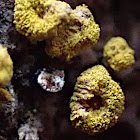 Tiny yellow fungus