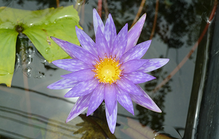 Purple Lotus Flower small promo image