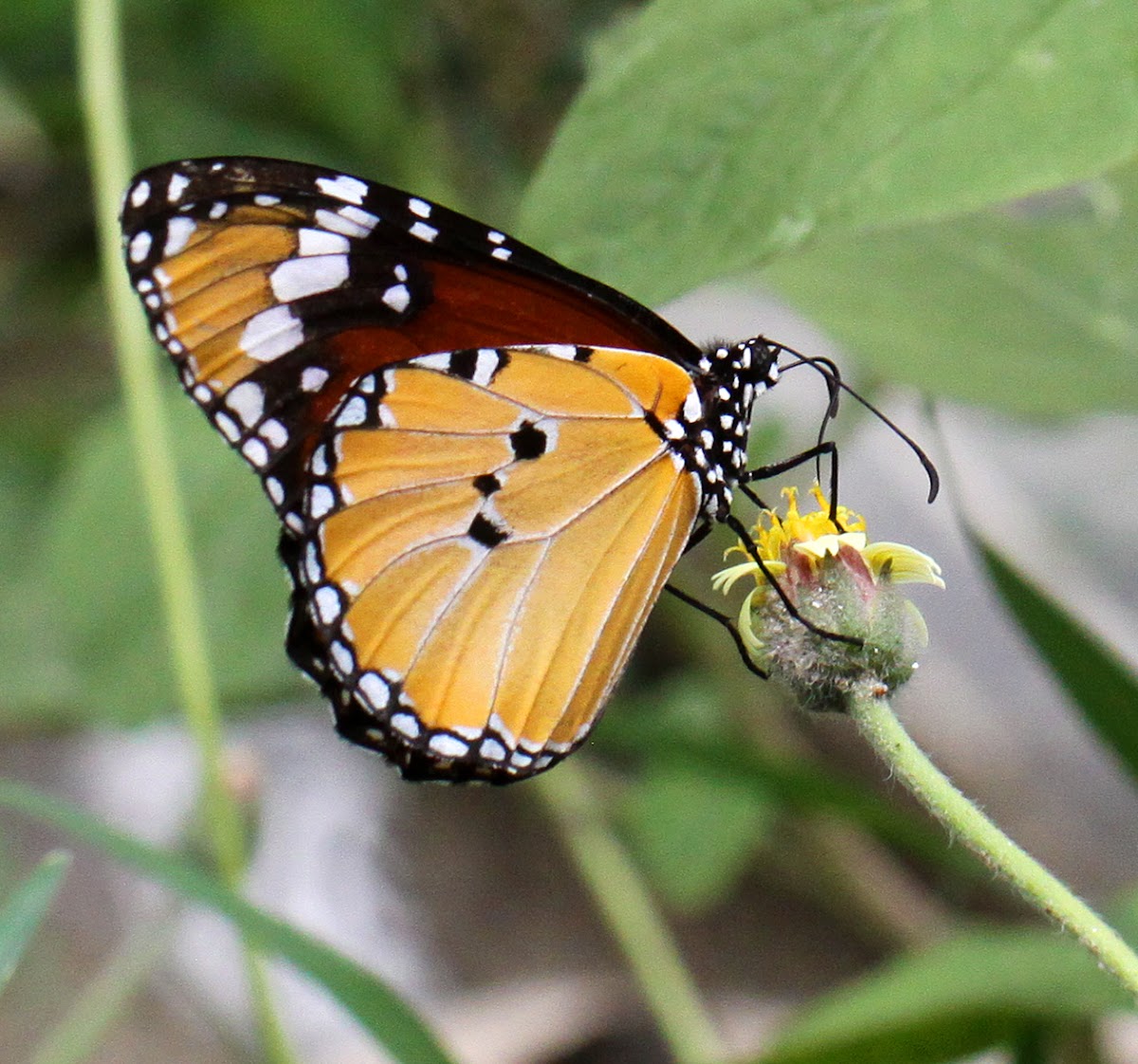 Common Tiger