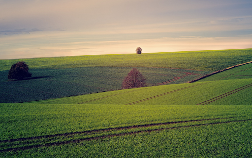 Green grass hill