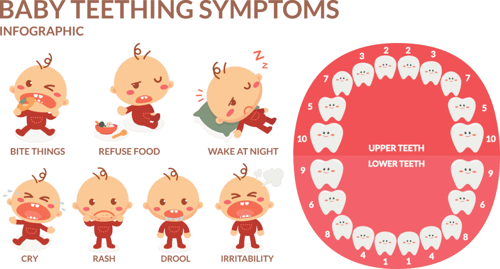 Teething Signs Infographic