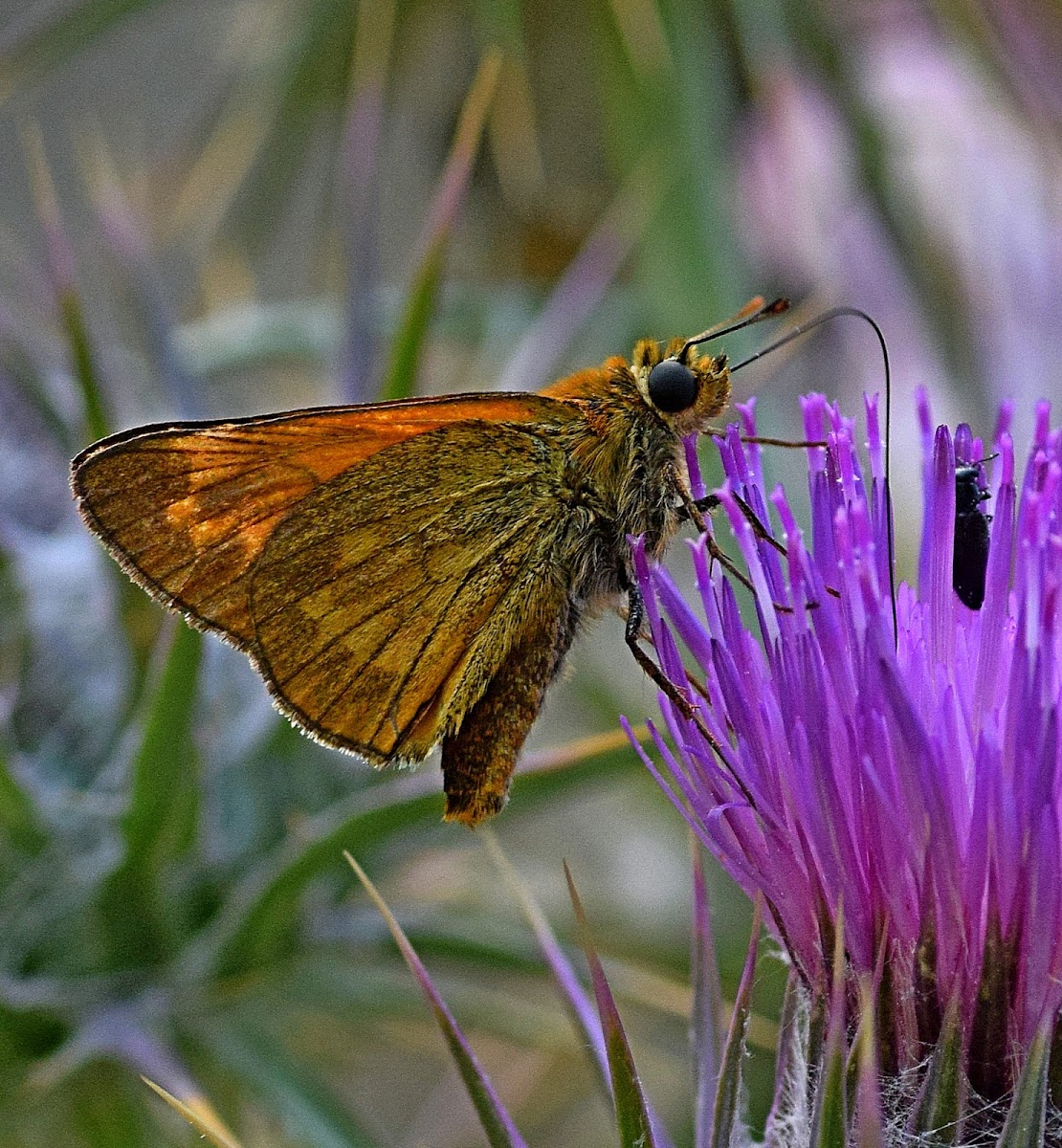 Large Skipper