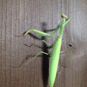 Mantide religiosa femmina - Praying mantis female