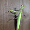 Mantide religiosa femmina - Praying mantis female