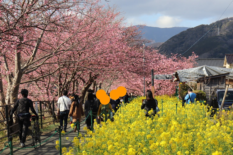 RX-7のカメ活・ドライブ・河津桜とコラボ・大室山山焼きに関するカスタム事例の投稿画像13枚目