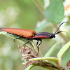 Lycid mimic click beetle