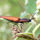 Lycid mimic click beetle