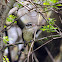 Rose-breasted Grosbeak