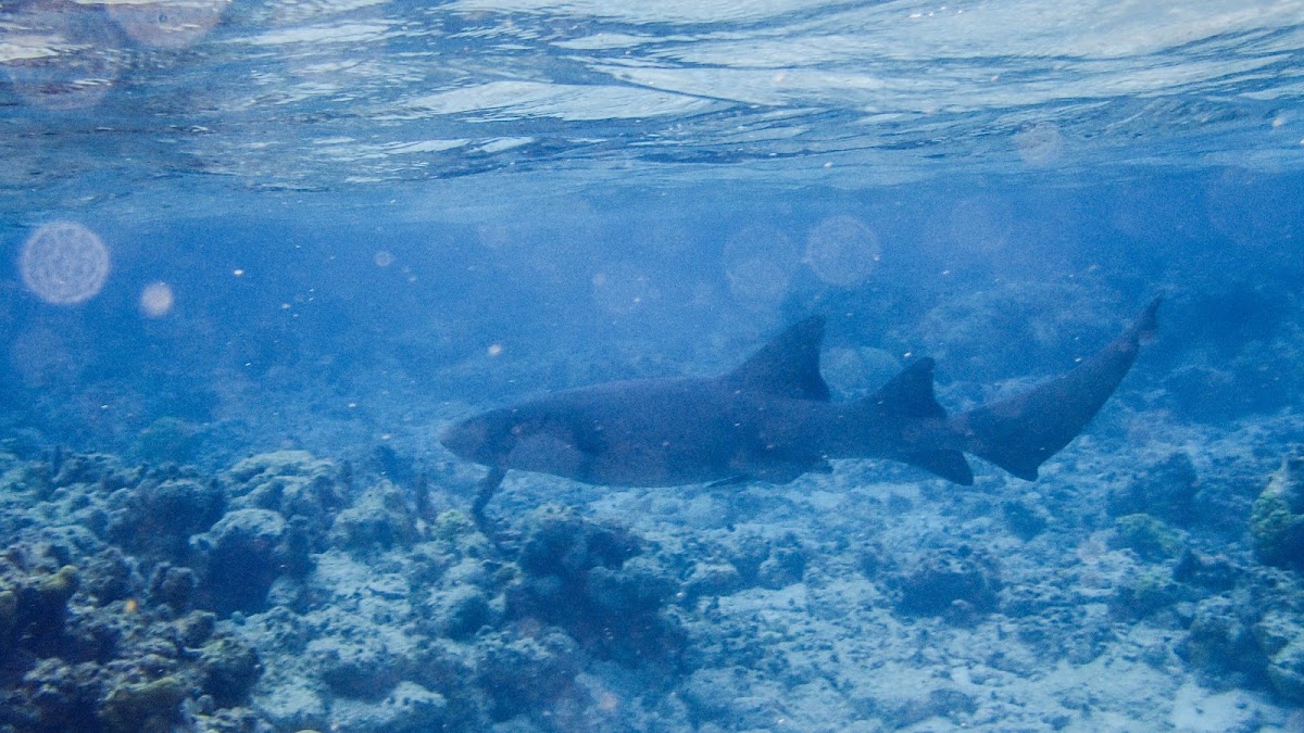 Nervous shark