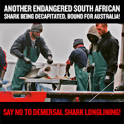 SA shark conservationists are campaigning for an end to demersal shark longlining