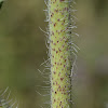 Judean Viper's Bugloss