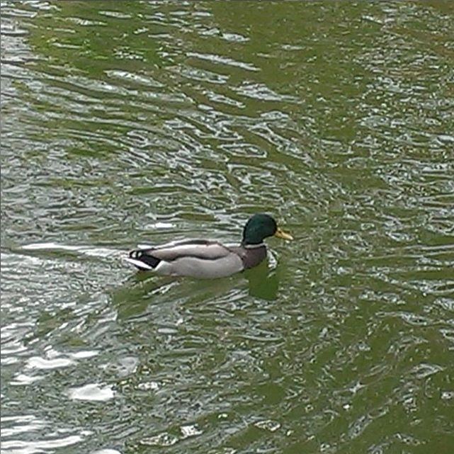 Mallard (drake)