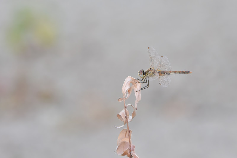 Ballerina di ManuArk