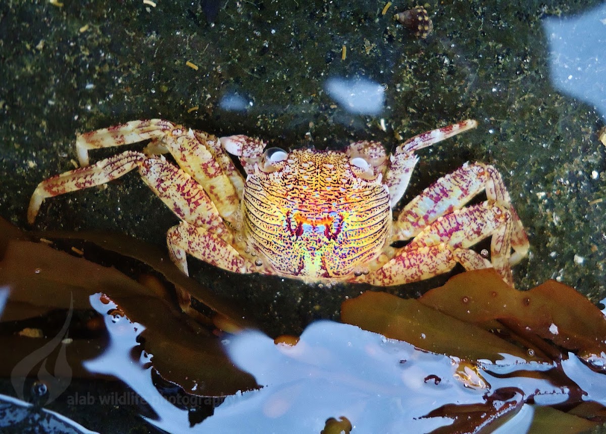 Coastal crab