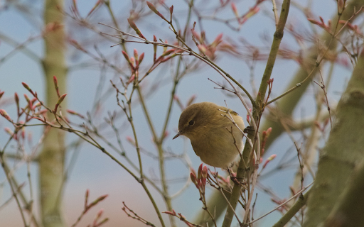 Brown bird