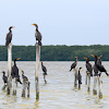 Double-crested cormorant