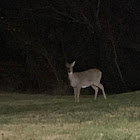 Whitetail deer