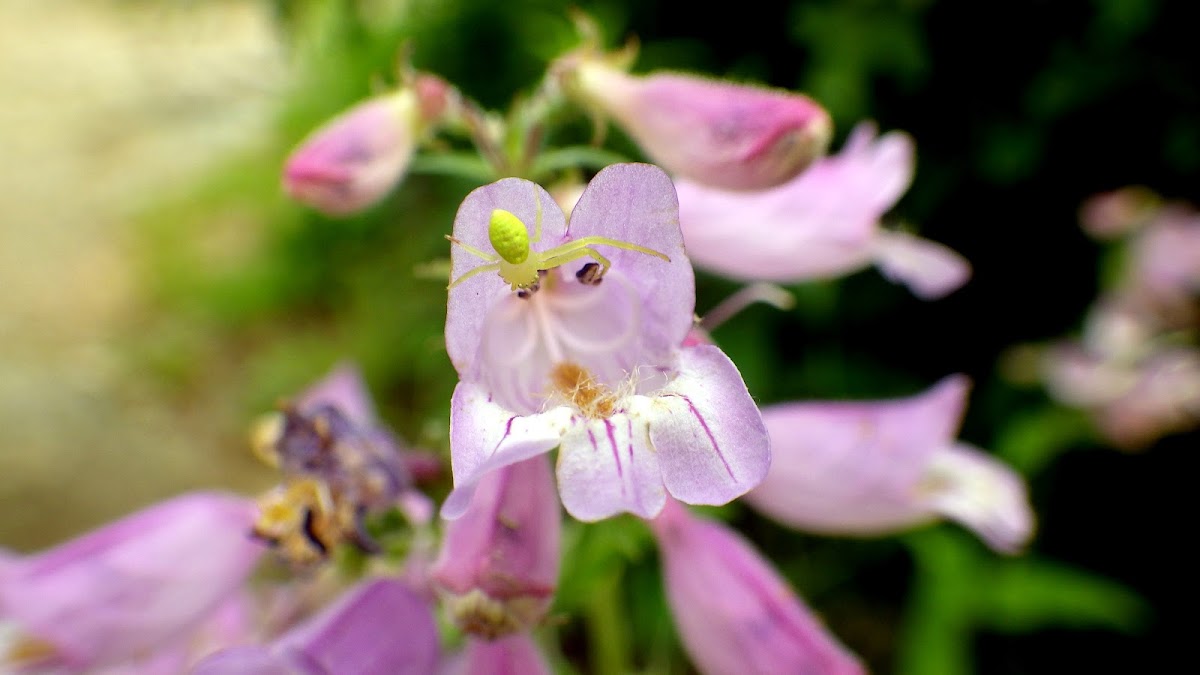 Eastern Gray Beardtongue