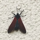 Spotted Oleander Moth