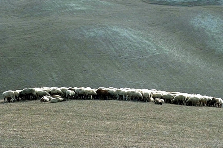 O greggia mia che posi... di paolo-spagg