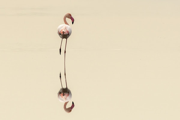 "Air flamingo" di Bitop62