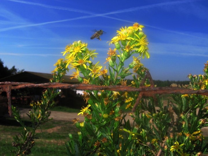 Atterraggio di alberoblu