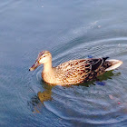 Mallard female