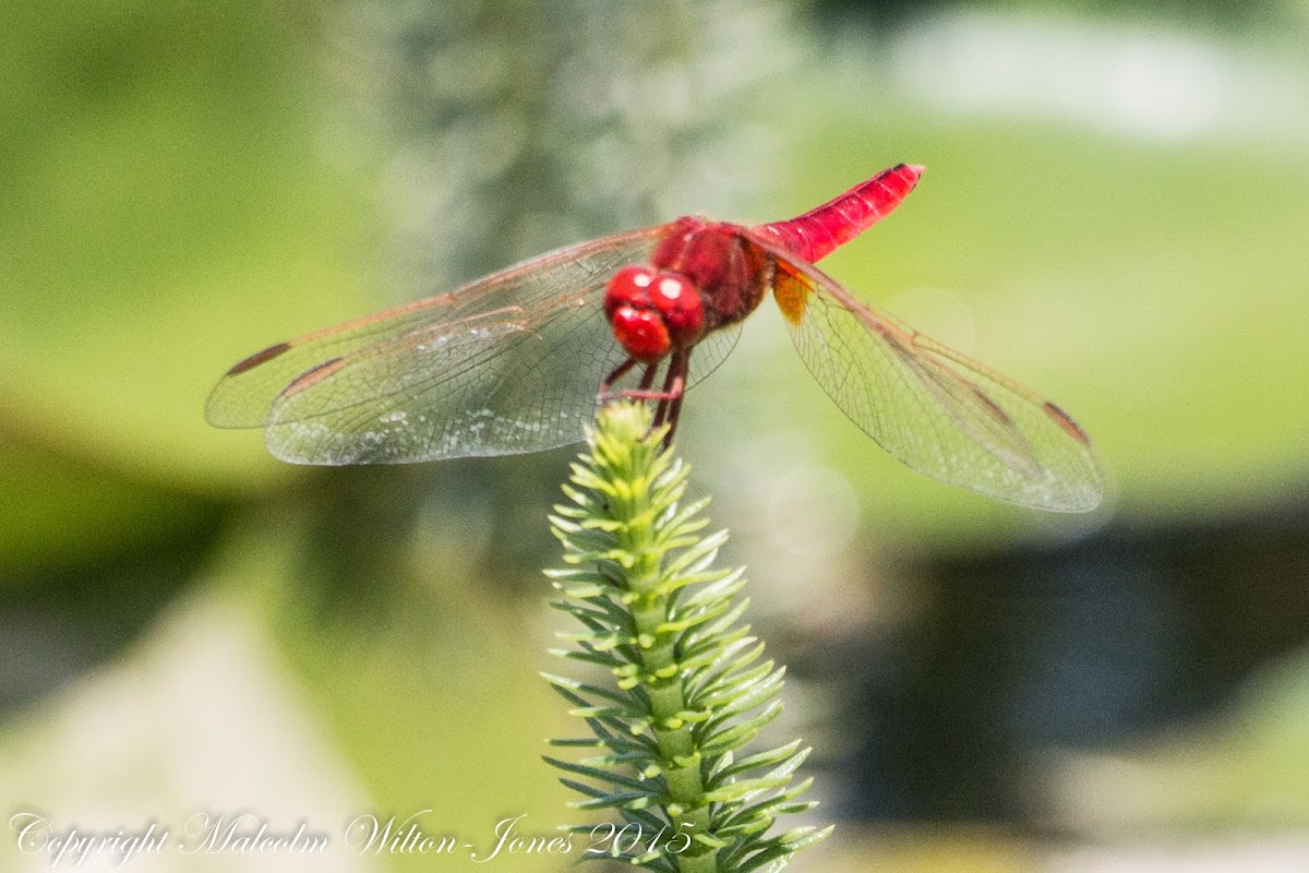 Broad Scarlet