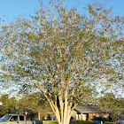 Crepe Myrtle