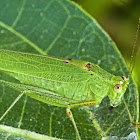 Philippine Katydid