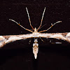 Plume Moth